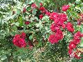 Climbing Don Juan Rose / Rosa 